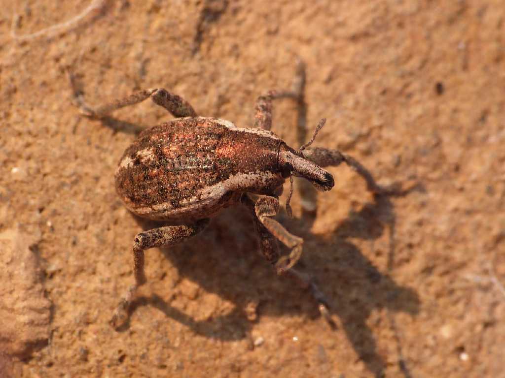 Per favore, ora basta con le foto!